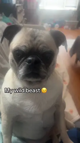 #rosiethesweetpug #pugsoftiktok #beast #tuesday have a good day tik tok world !