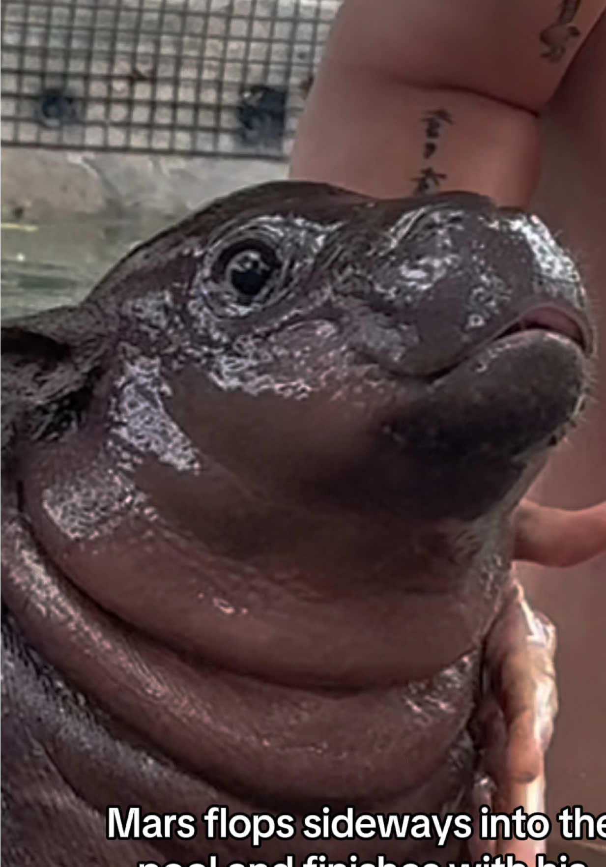 On today’s episode of Getting Mars Inside… it’s slow, it’s dramatic, it’s Mars! #mars #babyhippo #pygmyhippo #kansas #animalencounters 