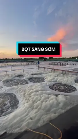 Sáng sớm bọt vậy ổn không cả nhà? Tôm 25 ngày tuổi.                                                                                        #nuoitomcongnghecao #xh #mientay #congnghevisinh #nuoitomcongnghecao  