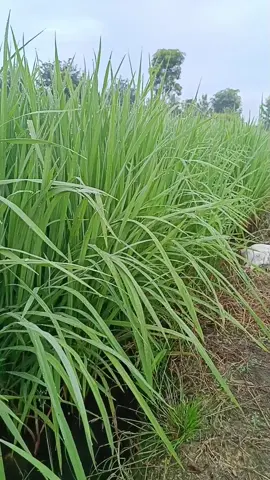 ข้าวสายพันธุ์กข 79 อายุ 80 วัน วันที่ 20 สิงหาคม 2568 ลักษณะของลำต้นตอนนี้สูงประมาณ 1 เมตร 5 เซนติเมตร ที่สังเกตได้ตอนนี้ก็ยังไม่เห็นท้องข้าว น่าจะอีกประมาณสัก 5-6 วัน#นครแง๊ะ #ข้าวสายพันธุ์กข79 #ธรรมชาติสวยงาม #วิถีชาวนา #ข้าวสายพันธุ์กข 