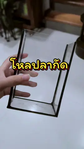 โหลปลากัด #โหลปลากัด #โหลปลาหางนกยูง #โหลปลา #ตู้กระจก 