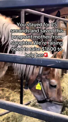 You stayed for 25 seconds and saved this pregnant mother from slaughter.We’re raising need to raise $1800 to help her🚨#rescue #equine #horse #goviraltiktok #equinelove #support #horsepeople #goviral #donate #viralvideo #viral #fyp #helpinghorses 