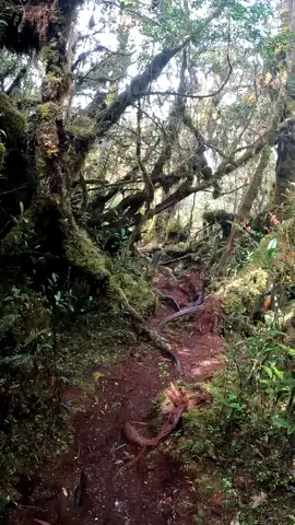 #mambulling2873mdpl  #mamasa #alamliarrr👣🍃  #anakpendakigunung 