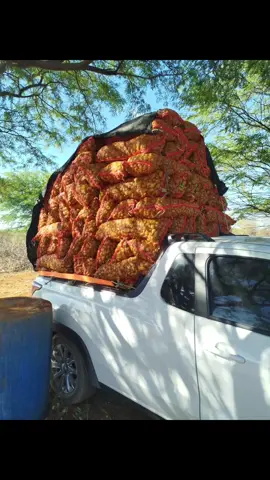 pimentinha 🌶️🌶️