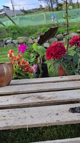 Did you know you can make a natural soil booster using just a banana peel and eggshells? 🍌🥚 This simple homemade mix releases potassium, magnesium, and calcium to help your plants grow stronger and healthier, making it perfect for home gardens, potted plants, and anyone looking for an easy, natural way to improve soil fertility. 🌱✨ #GardeningTips #PlantHack #HomeGarden #OrganicFertilizer #SoilBoost 