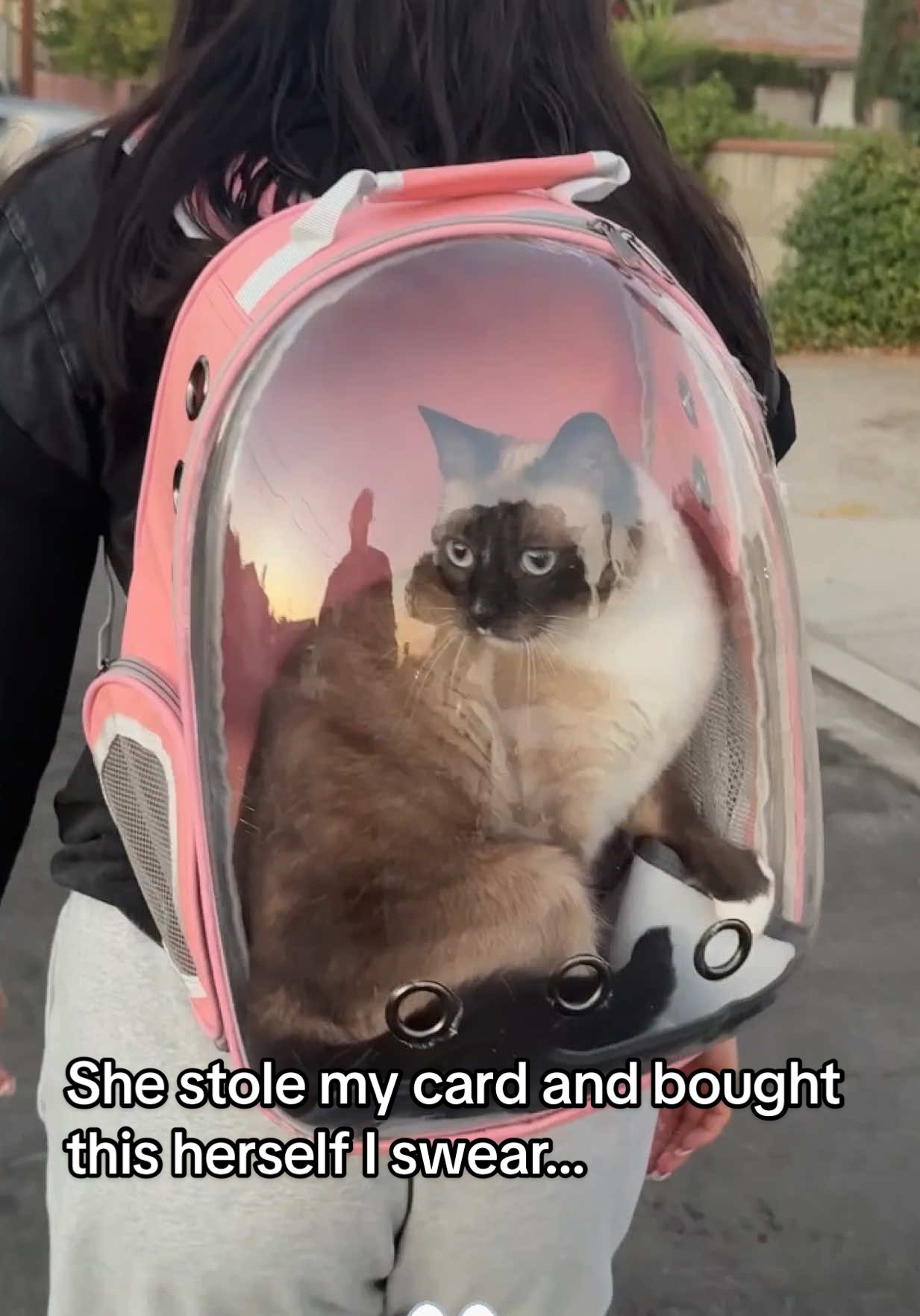 I have a million cats so this was an investment for me 💋 #fyp #catsoftiktok 