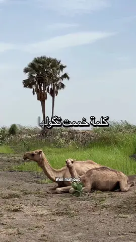 #t #tik #fyp #موريتانيا #لغن 