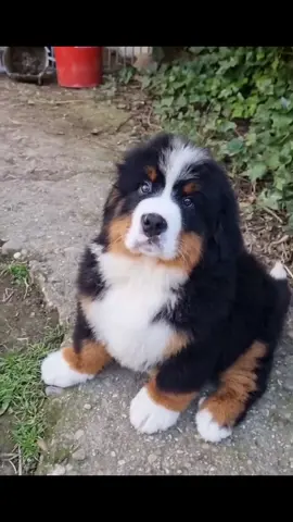 Please take me home  $1200 Bernese Mountain dog puppy #bernesemountaindog #bernesemountaindoglovers #fypシ゚viral  #foryoupage  #bernesemountaindogsofinstagram     