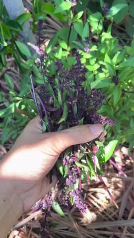 Basil trimming/harvest #homegrown #garden #backyard #gardening #organic 