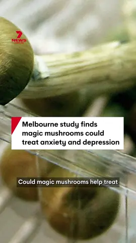 An Australian-first trial has uncovered a new way to treat anxiety and depression. The study conducted at Saint Vincent's Hospital Melbourne found the psychedelic-assisted treatment using magic mushrooms could deliver rapid results for terminally ill patients. Those involved in the study saw significant improvements to their mental health within 24 hours. #mushroom #melbourne #anxiety #depression #treatment