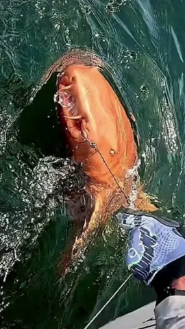 Tiburón Naranja en Costa Rica 😳#curiosidades #misterio #world #videoviral #datospertubadores 