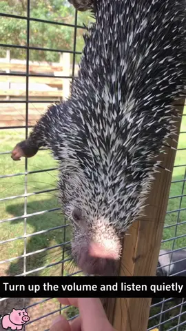 The other side of the porcupine#porcupine #porcupines #porcupinesoftiktok #porcupinequills #porc #alaska