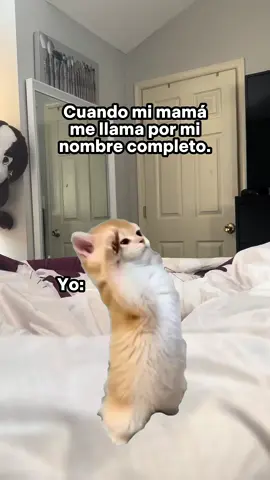 #CapCut 
