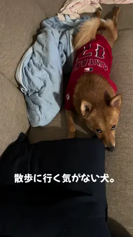 なんだその目は🤣 4時45分起床、散歩の用意して戻るといつもこんな感じ🐕 #ポメ柴 #柴犬 #ポメラニアン #犬 #犬のいる生活 #いいね