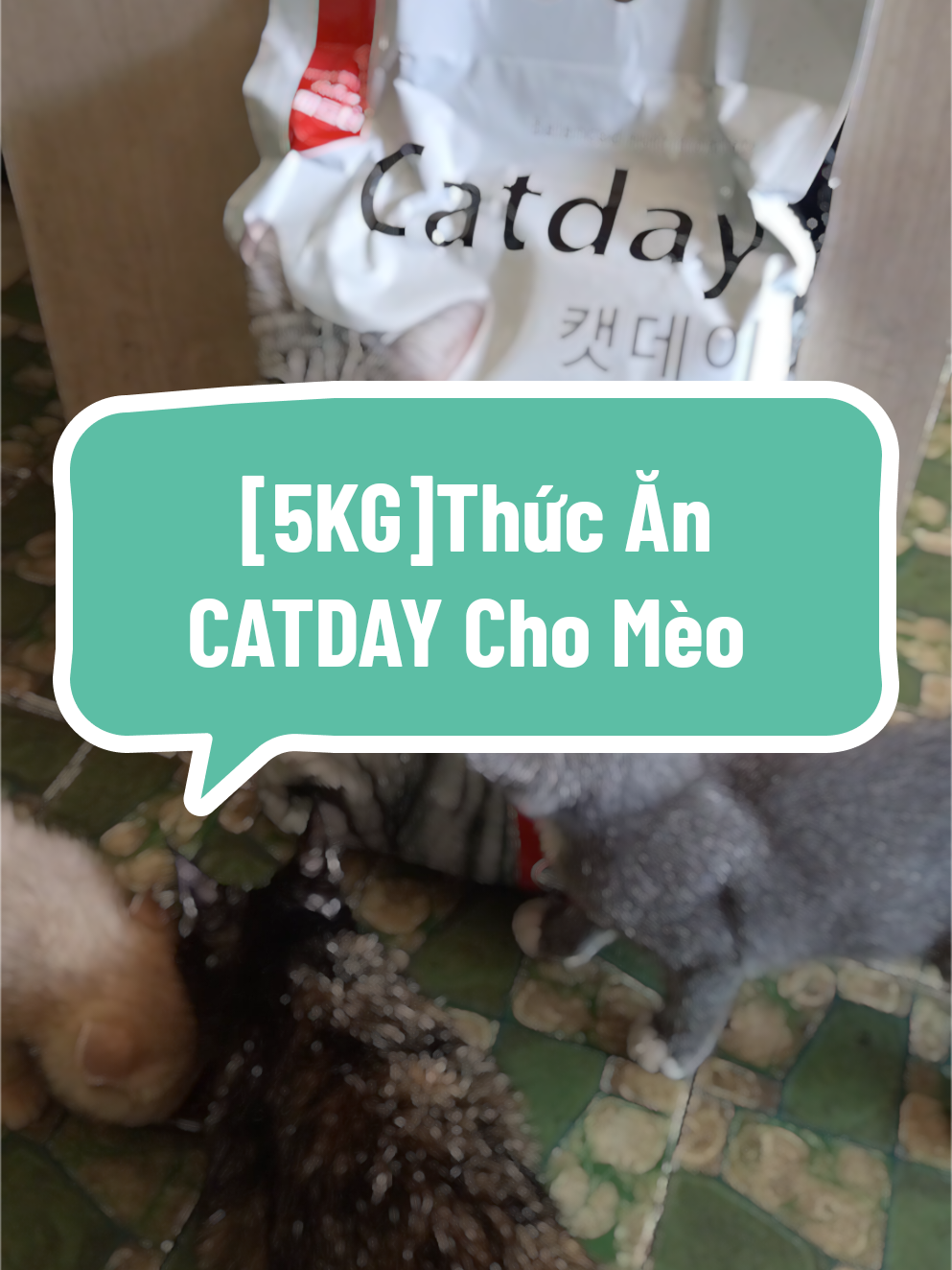 [5KG]Thức Ăn CATDAY Cho Mèo Mọi lứa tuổi thơm ngon rẻ #xuhuong 