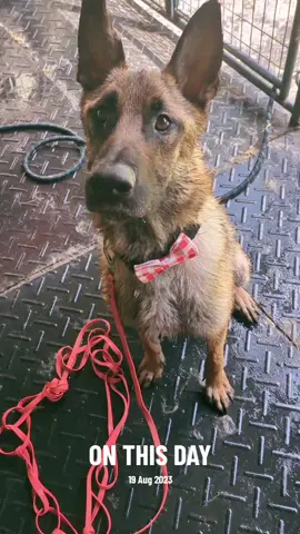 The handsomest Mr Pono 🥰 #onthisday #rescuerehab