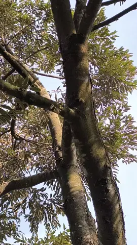 D175 - Udang Merah Penang.  masih Pelit Bunga nya.  #LixzGarden #PohonDurian #KebunDurian #Riau #BungaDurian 