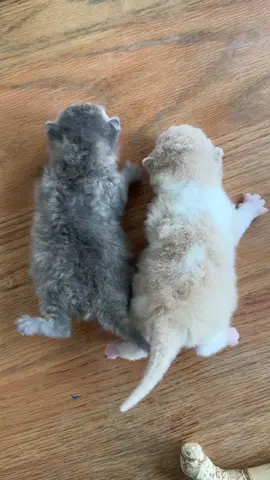 Listen to these tiny meows 🐱🎵 Two little kittens who can’t even crawl yet, looking like chubby little worms 🐛💕 #kitten #cutecats #fyp #catsoftiktok #kittensoftiktok 