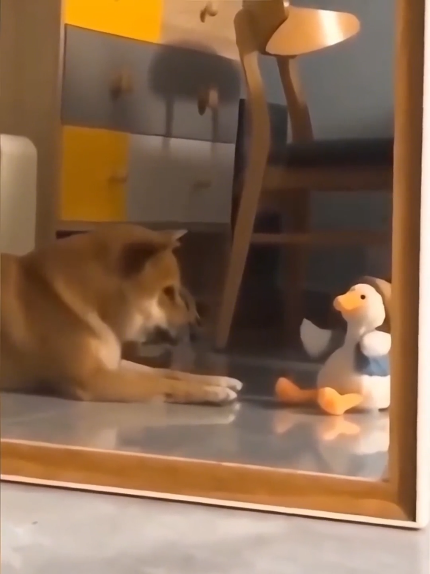 Não tenho medo de nada desse mundo😂 . . . #funnyvideos😂 #fyp #foruyou #mundoanimal #trendingvideos #pets #dog #funny #videosengracados #trendingvideo #funnydog #cat #viral