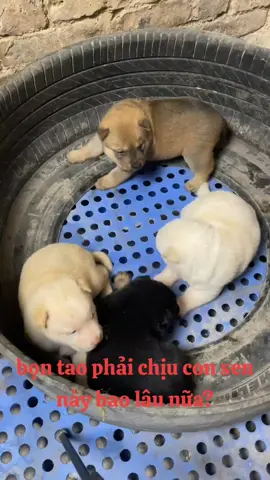 tha cho tụi kao đi ông già 