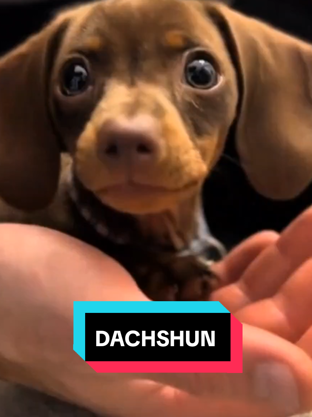 #LiveOutlandish #dachshund #dachshundsoftiktok #dachshundpuppy #minidaschund  #miniaturedachshundpuppy #dog #pet #funny 