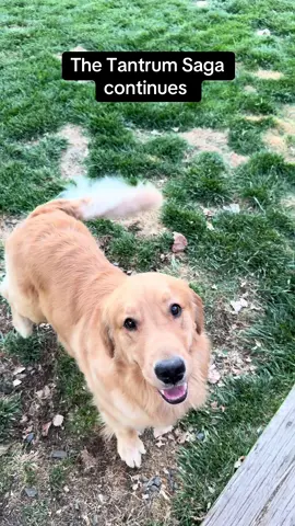 Moxies favorite time of day is dinner time which means she doesn’t have time for potties 😂 #sillygoldenretrievers #tantrum #goldenretriever #funnygoldenretrievers #dogdinnertime 