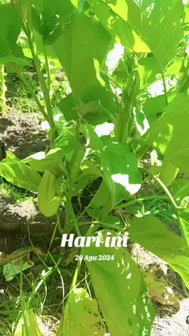 #padahariini