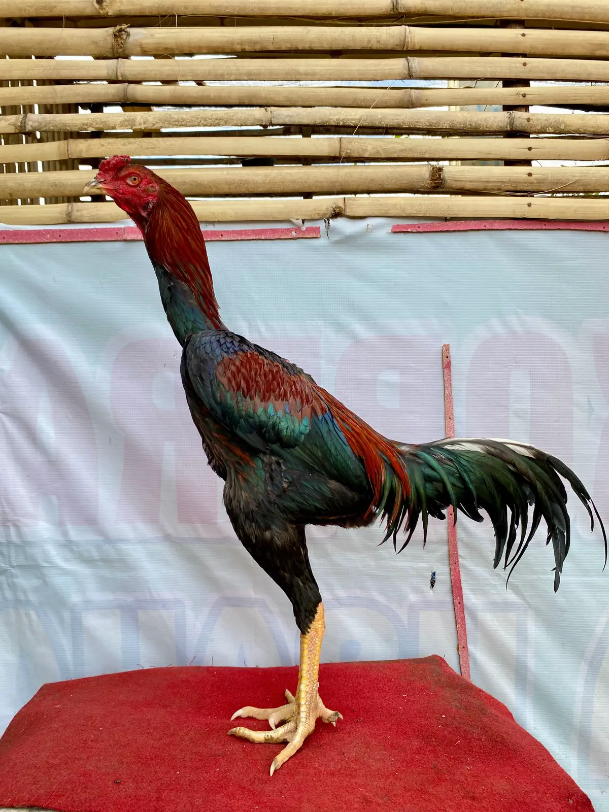 satu tetasan tapi kok beda ya om?🧐 #CapCut #fyp #ayambangkoksuper #ayammangon #ayampakhoy #ayampama #hobiayam #bangkokxmangon 