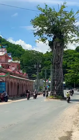 Cây Dầu cổ thụ hơn 300 tuổi nằm giữa đường tại TT Ba Chúc- Huyện Tri Tôn- An Giang 