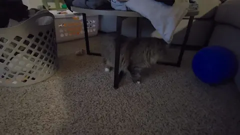 we check on her after she's okay 😂 #catsoftiktok  #cat #funny 