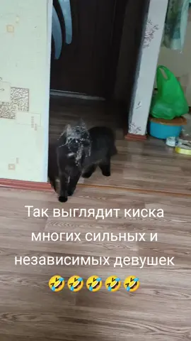 #домашнееживотное #кошки #моя любовь #рекомендации❤️❤️❤️ #рекомендации 