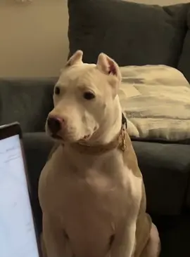 All the dogs want to go out to play #dog #dogs #fyp #funny #usa #funnyvideo #dogtiktok 
