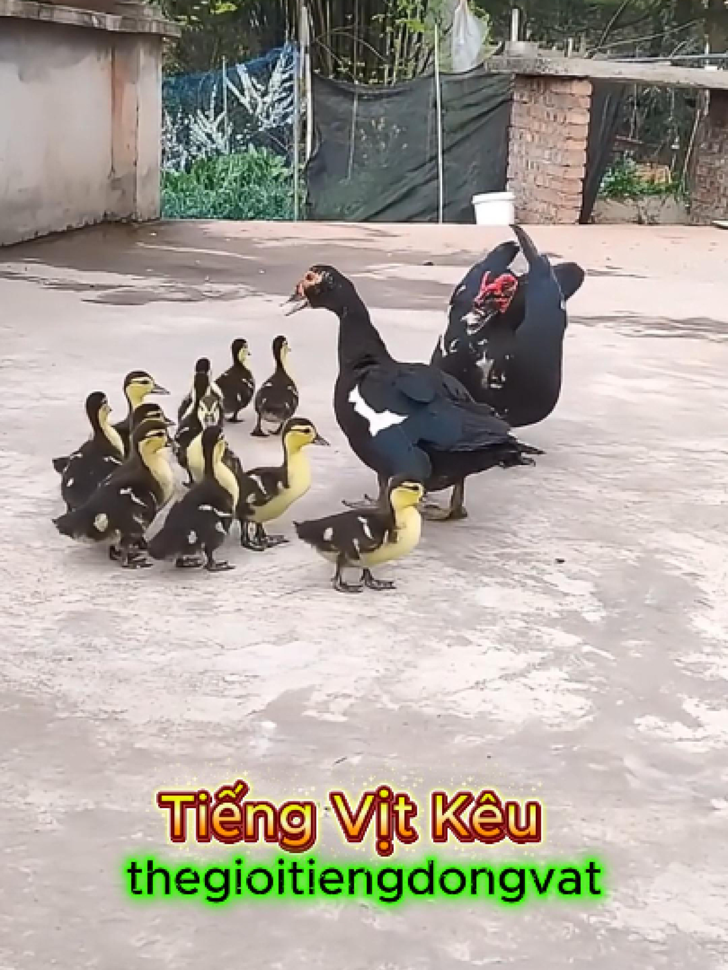 Tiếng Vịt Kêu  - Khám phá tiếng vịt kêu cạp cạp quen thuộc, tải tiếng vịt kêu mp3 làm nhạc chuông độc đáo và tìm hiểu âm thanh vui nhộn của vịt. Bạn có bao giờ tò mò tiếng vịt kêu như thế nào chưa? Âm thanh con vịt kêu cạp cạp hay đôi khi là vịt kêu quạc quạc luôn tạo cảm giác vui tai, gần gũi và gắn liền với tuổi thơ nhiều người. Âm thanh một con vịt kêu cạp cạpmang lại sự quen thuộc, không chỉ trong đời sống thôn quê mà còn được dùng làm nhạc chuông vịt kêu, file tiếng vịt kêu mp3 hay thậm chí clip giải trí. Khi nghe tiếng vịt con kêu, người ta dễ cảm thấy vui vẻ, hồn nhiên. Nhiều bạn còn tải nhạc chuông vịt kêu cạp cạp để tạo sự khác biệt cho điện thoại. Dù là tiếng vịt kêu cạp cạphay con vịt nó kêu quạc quạc, đây luôn là âm thanh gần gũi, gợi nhớ ký ức tuổi thơ. Bạn có thể tải tiếng con vịt kêu mp3 để thư giãn và mang lại tiếng cười hằng ngày. #thegioitiengdongvat #thegioidongvat #quack #ducks #ducksoftiktok #vit #fyp #viral #foryou #trending