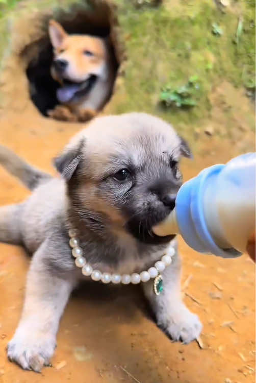 Face Changing Beast #LittlePuppy #RuralDog #PuppyDisease #Cutedog #fyp 