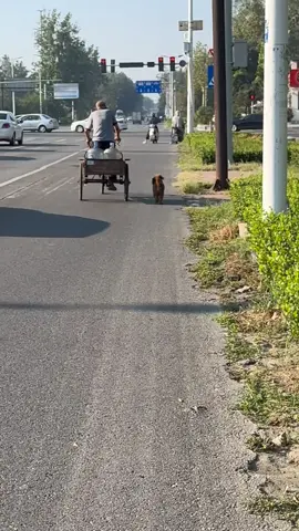 Động vật đáng yêu #xuhuong #dog #cute #pet #dongvat 