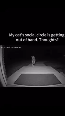 HELP MY CAT’S SOCIAL CIRCLE IS GETTING OUT OF HAND!! #fyp #catvideo #funnyvideos #viral #PetsOfTikTok 