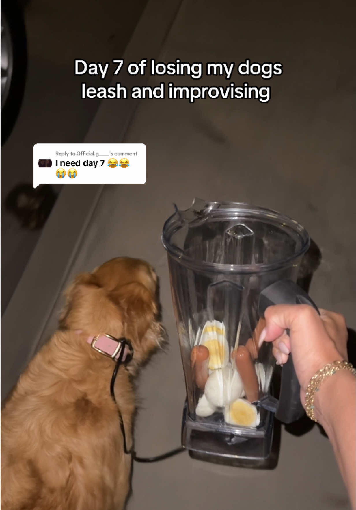 Replying to @Official.g____ mixing it up tonight.. 🍹✨🙈😳  #dog #blender #vitamix #goldenretriever #walk 
