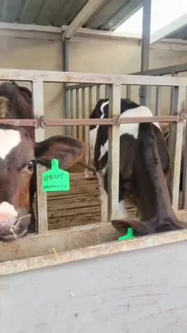 🐄 Quality Heifers  – Gicheha Farm 🐄 🐄Looking for healthy, well-cared-for young heifers?  🐄We have 8 to 10-month-old heifers available now – ideal for both breeding and future milk production. ✅ Strong genetics ✅ Properly fed and vaccinated ✅ From a clean, disease-free environment ✅ Affordable and negotiable prices 📍 Location: Gicheha Farm  📞 Call / WhatsApp Number on the bio for orders.  #murangatiktokers #kiambutiktokers #kenyansinusa🇺🇸 ##ugandatiktok #thikatiktokers #nyandaruatiktokers #kirinyagatiktoker🇰🇪 #gatundu #kahuho #kenyantiktok🇰🇪 #kenyansingulf #kenyansindubai 