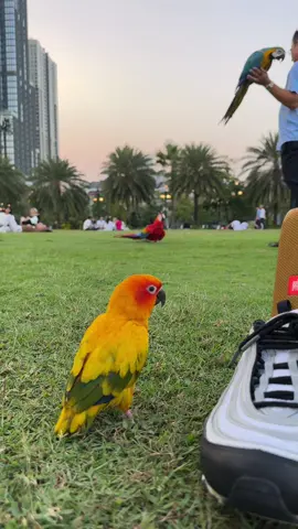 Đứng cạnh con nhà dào cái nhìn phèn hẳn ra 🤣 #parrotsoftiktok #sunconure #parrot #cute #pet #birdsoftiktok #birds 