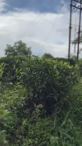 kt patinxa vanera🤣🤣🤣#creatorsearchinsights #foryou #foryoupage #myviralvideo #funnyvideos 
