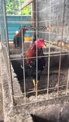 ak sweater spanggle🔥🦍#akkayuambua #bulelengfarm #fyp 