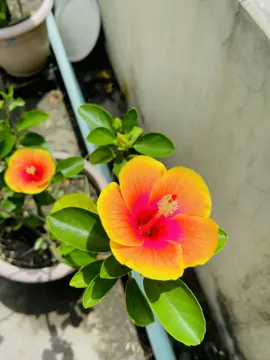 #flowers 🌼🌺#foryou #rooftopgarden #viral 