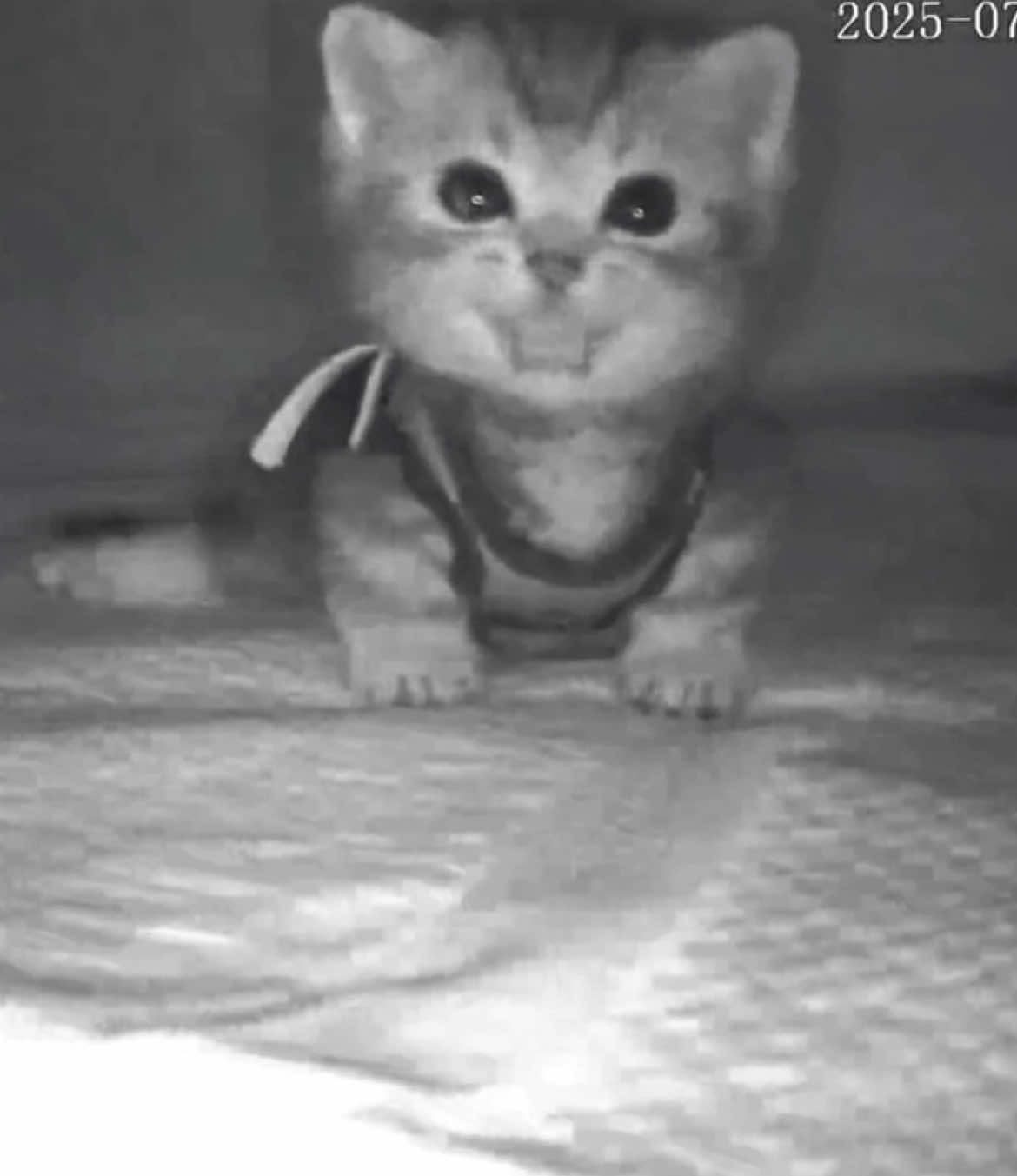 Omg my Shayla #cat #catbaby #catlover #kitten #cute 