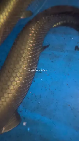 Cá chép nay hóa rồng nè #haituonglong  #CapCut 
