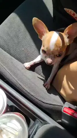 #fyp #dogsoftiktok #foryou #teacupdogs #teeth #dayinmylife 