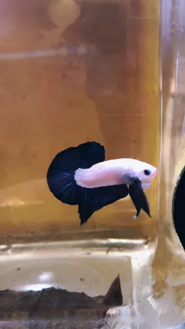 BLUERIM BICOLOR #bluerim #betta #bettafish #bluerimbicolor #cupangkontes 