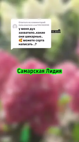 Ответ пользователю @user182382850 #гортензии 