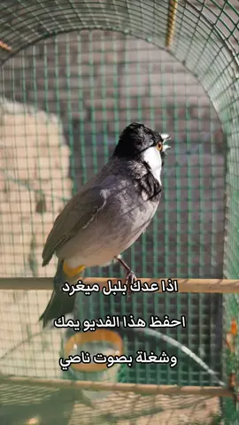 #بلبل #بلابل_العراق_الحبيب #بلبل_بغداد🎤🐤 #بلبل_عراقي_ابيض_الخدين #بلابل_العراقيه 
