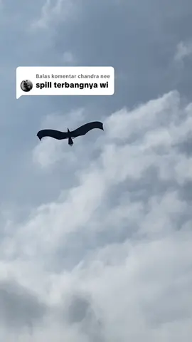 Membalas @chandra nee  terbang perdana anginnya kurang kencang tapi masih bisa ngapung wi 🦅🦅🦅 #layanganbali #layangansikep #sikep #sikeppengambun #sikepbali #fyp #layangan 