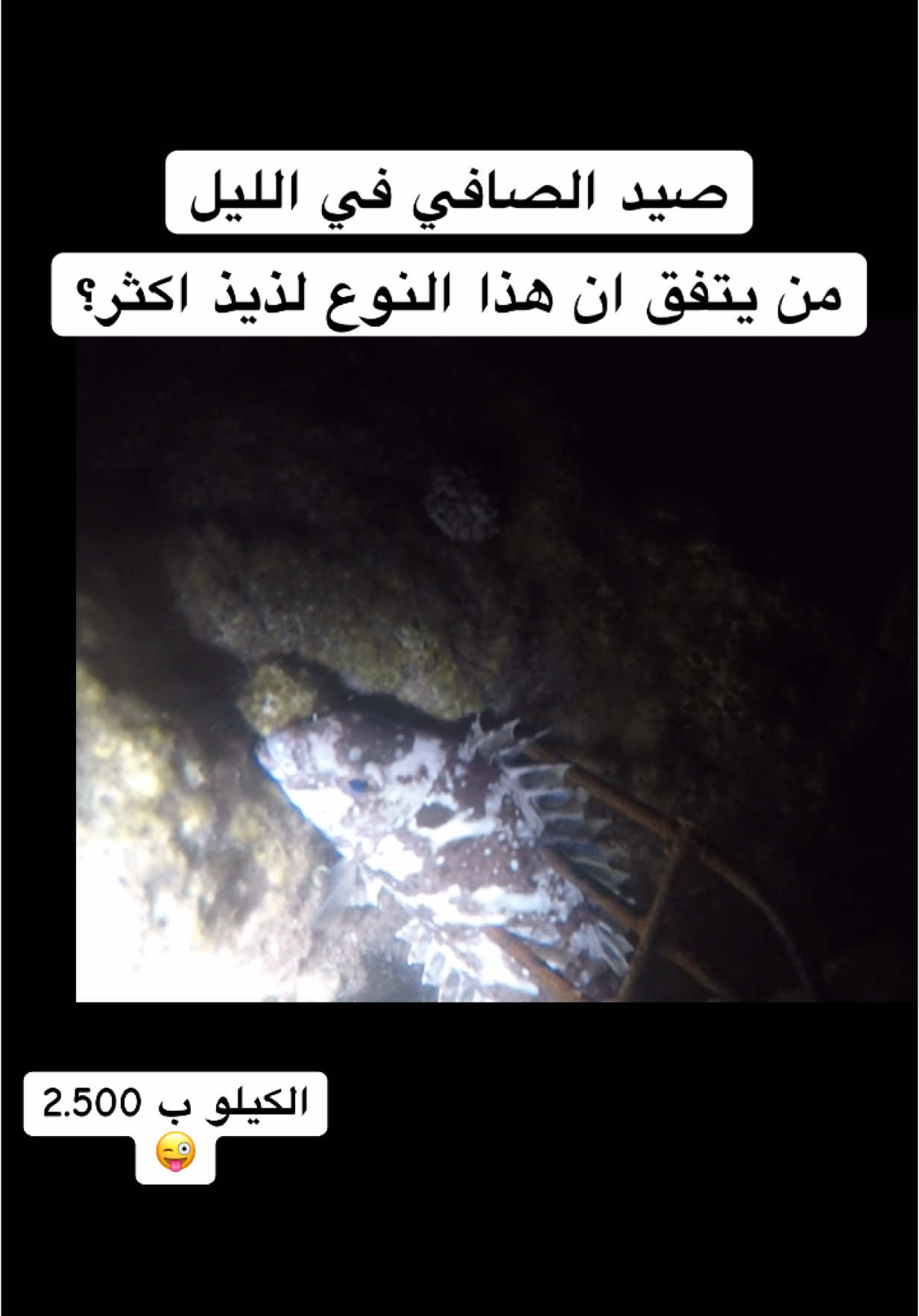 #غوص #بحر #البحرين ##السعودية🇸🇦 #الكويت  #قطر #الامارات #سكوبا #dive 